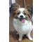 パピヨン連合・踊り犬