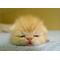 Ｉ[V:4742]猫