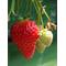 ｡★Strawberry★｡