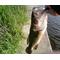TO BLACK BASS LOVERS