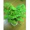 [A:F487][A:F487]観葉植物[A:F487][A:F487]