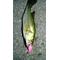 バス釣り[D:F991]