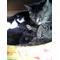 猫[A:F484]猫[A:F484]